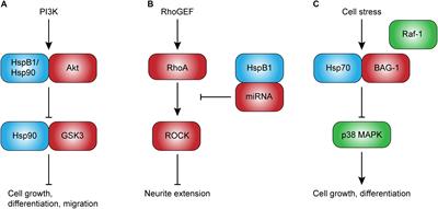 Heat Shock Proteins Regulatory Role in Neurodevelopment